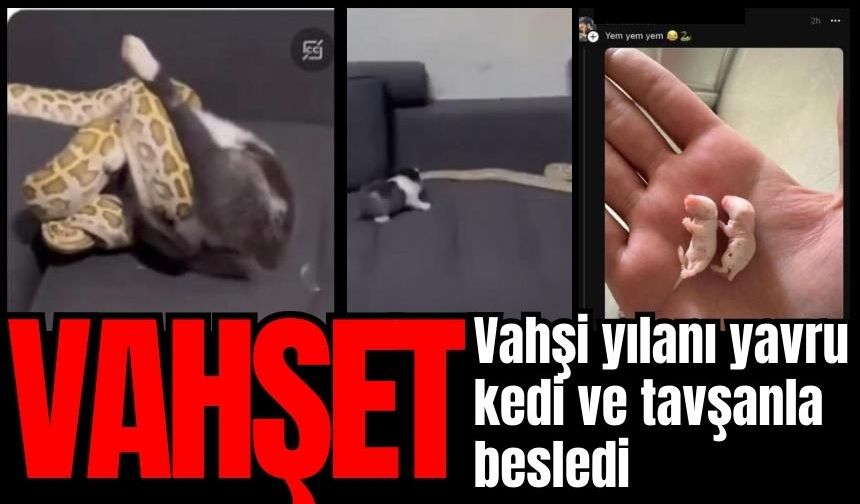 Vahşet! Vahşi yılanı kedi ve tavşanla besliyor