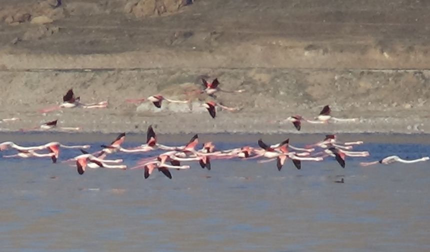 Flamingoların şöleni bu kış uzun sürdü