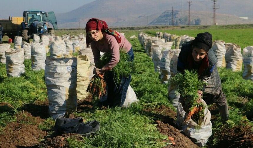 Hatay Sarı Havuç Hasadında: Bereketli Topraklardan 81 İle 5 TL'ye!