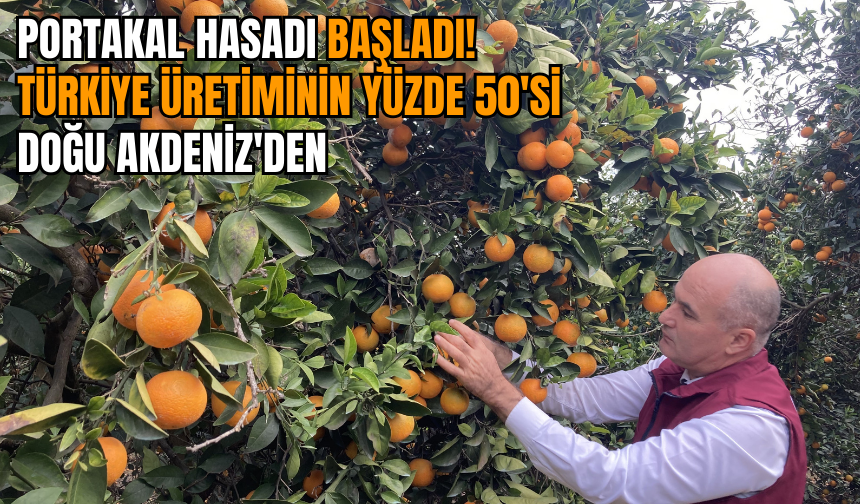 Portakal hasadı başladı! Türkiye üretiminin yüzde 50'si Doğu Akdeniz'den
