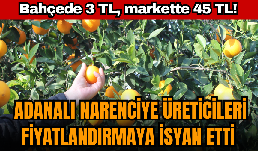 Bahçede 3 TL, markette 45 TL! Adanalı narenciye üreticileri isyan etti