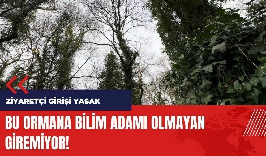 Bu ormana bilim adamı olmayan giremiyor!