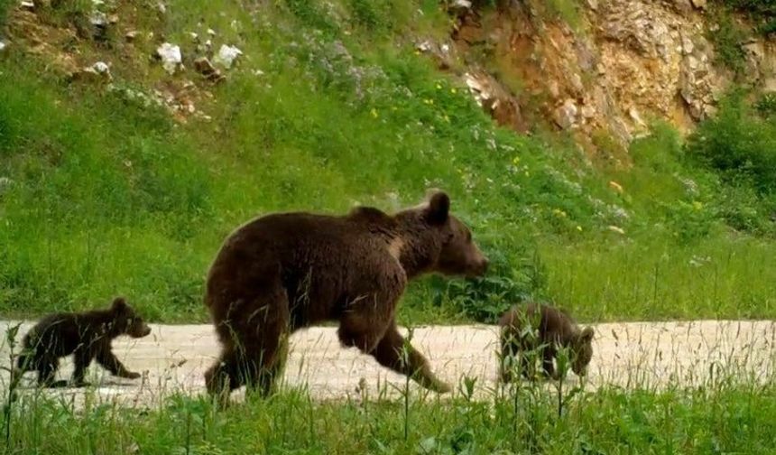 Ormanda bebek var! Yabani yavrular fotokapanlara yakalandı