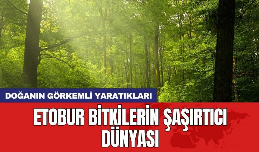 Doğanın görkemli yaratıkları: Etobur bitkilerin şaşırtıcı dünyası