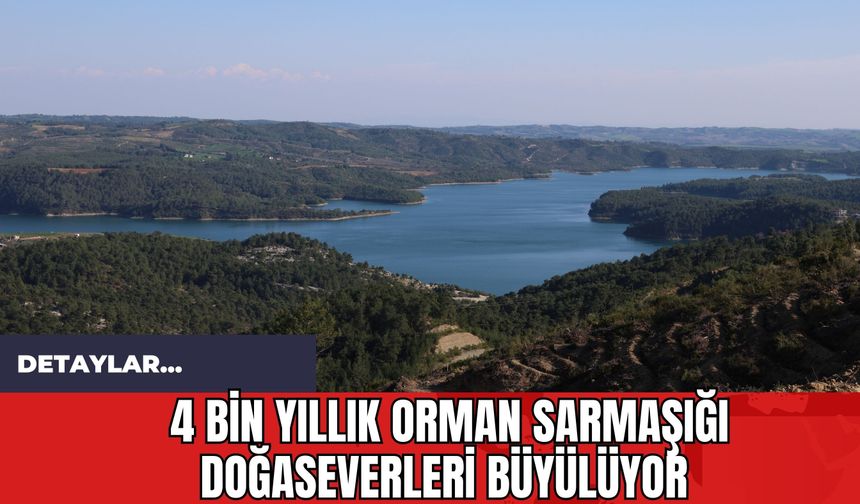 4 Bin Yıllık Orman Sarmaşığı Doğaseverleri Büyülüyor