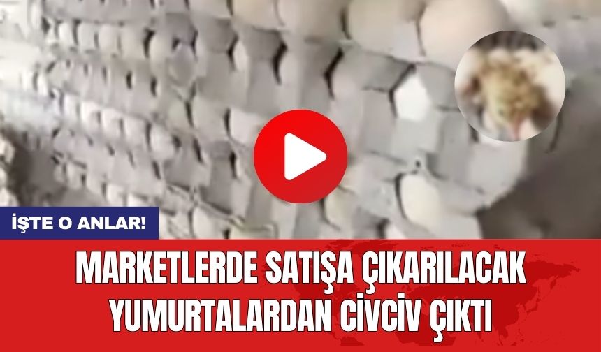 Marketlerde satışa çıkarılacak yumurtalardan civciv çıktı