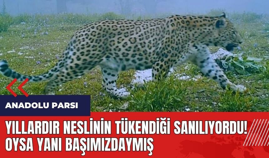 Yıllardır neslinin tükendiği sanılıyordu! Oysa yanı başımızdaymış