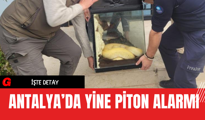 Antalya’da Yine Piton Alarmı