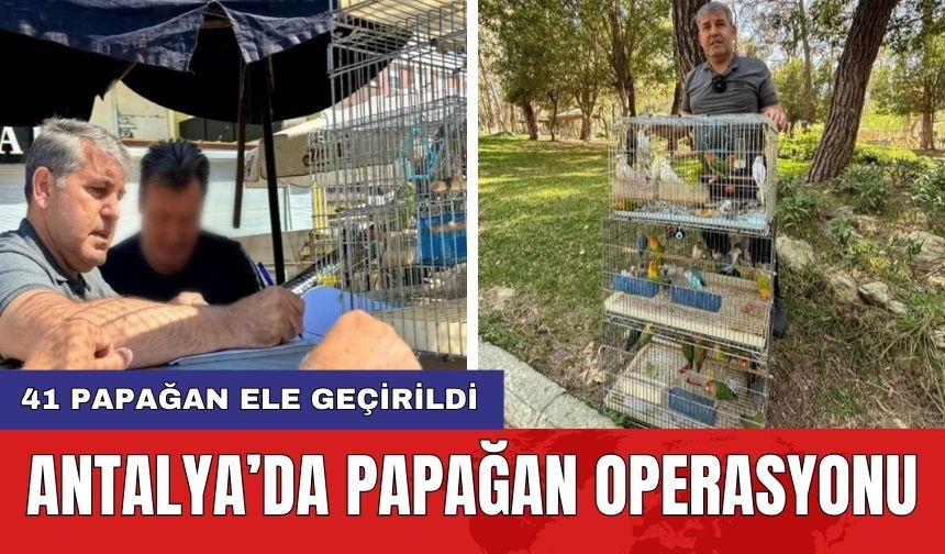 Antalya’da papağan operasyonu
