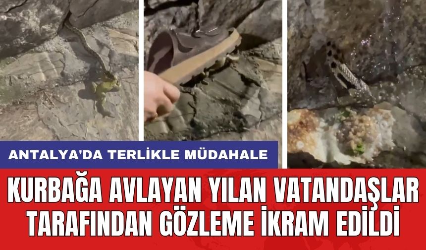 Antalya'da kurbağa avlayan yılan vatandaşlar tarafından gözleme ikram edildi