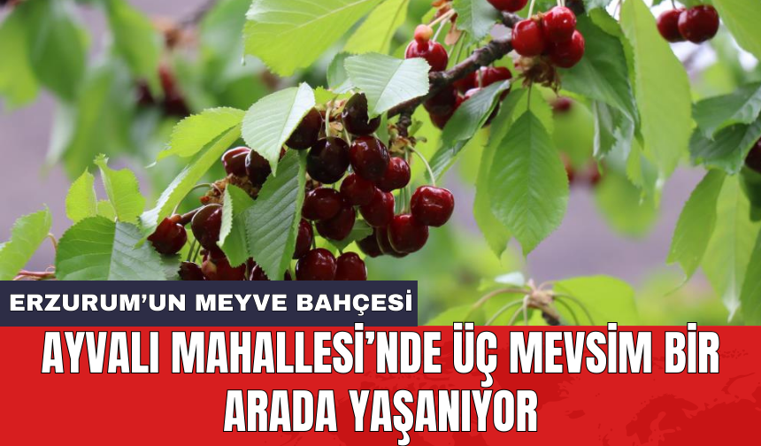 Erzurum’un meyve bahçesi: Ayvalı Mahallesi’nde üç mevsim bir arada yaşanıyor