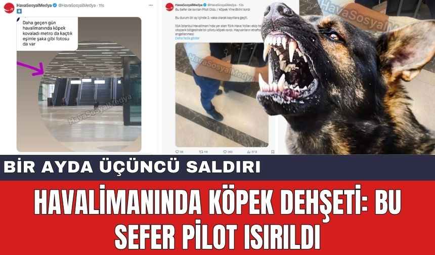 Havalimanında Köpek Dehşeti: Bu sefer Pilot Isırıldı