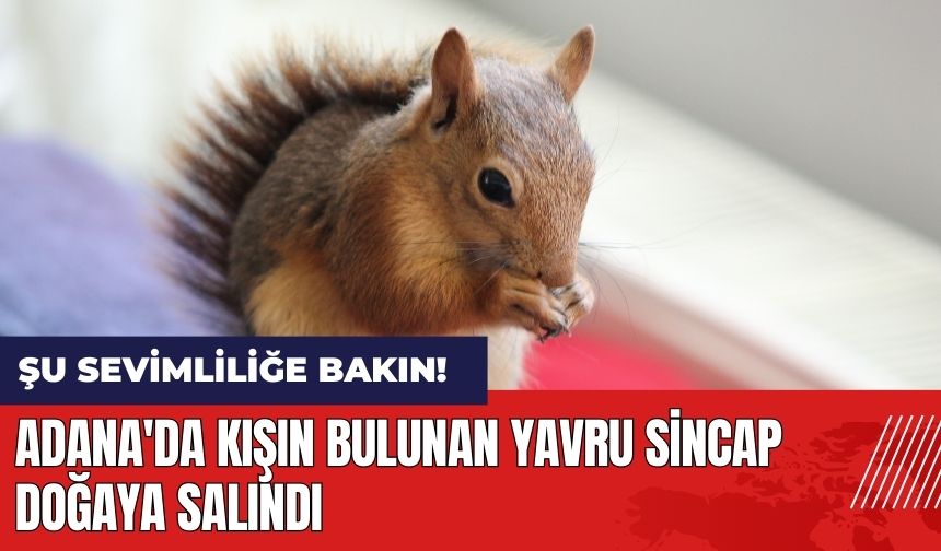 Adana'da kışın bulunan yavru sincap doğaya salındı