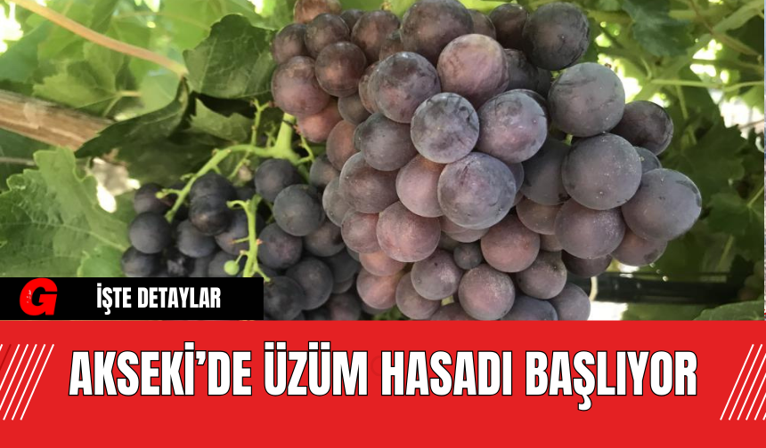 Akseki’de Üzüm Hasadı Başlıyor