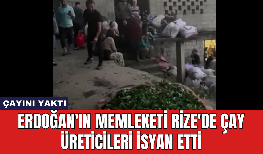 Erdoğan'ın memleketi Rize'de çay üreticileri isyan etti