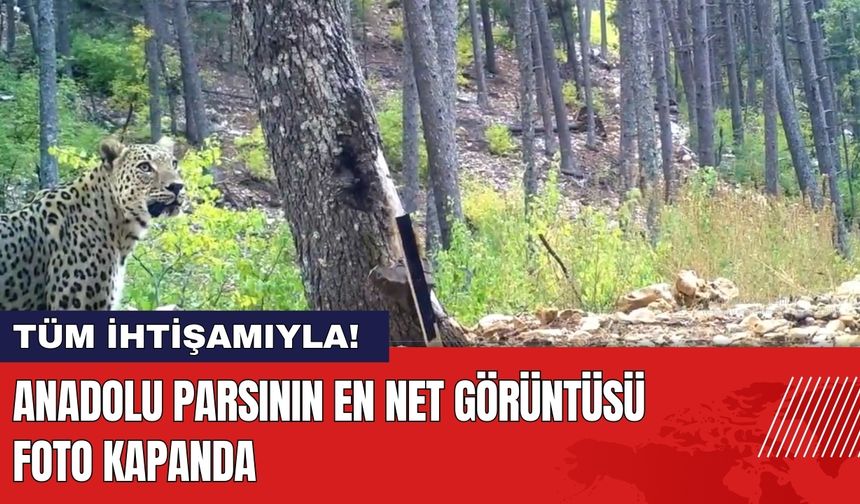 Anadolu Parsının En Net Görüntüsü Foto Kapanda