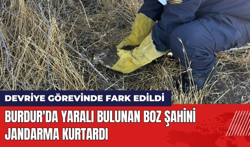 Burdur'da Yaralı Bulunan Boz Şahini Jandarma Kurtardı