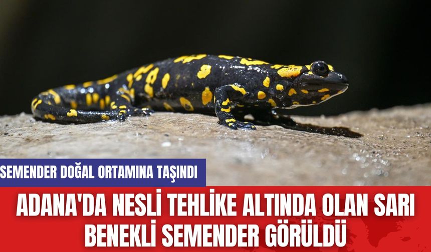 Adana'da Nesli Tehlike Altında Olan Sarı Benekli Semender Görüldü