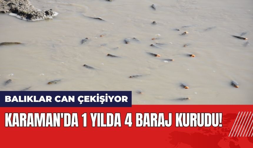 Karaman'da 1 Yılda 4 Baraj Kurudu: Balıklar Can Çekişiyor