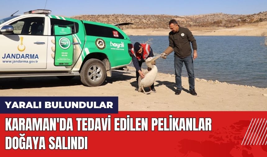 Karaman'da Tedavi Edilen Pelikanlar Doğaya Salındı