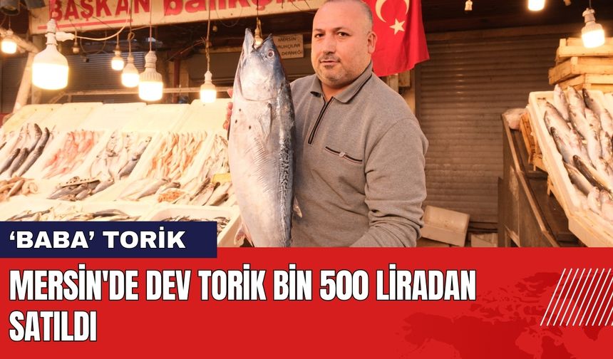 Mersin'de Dev Torik Bin 500 Liradan Satıldı