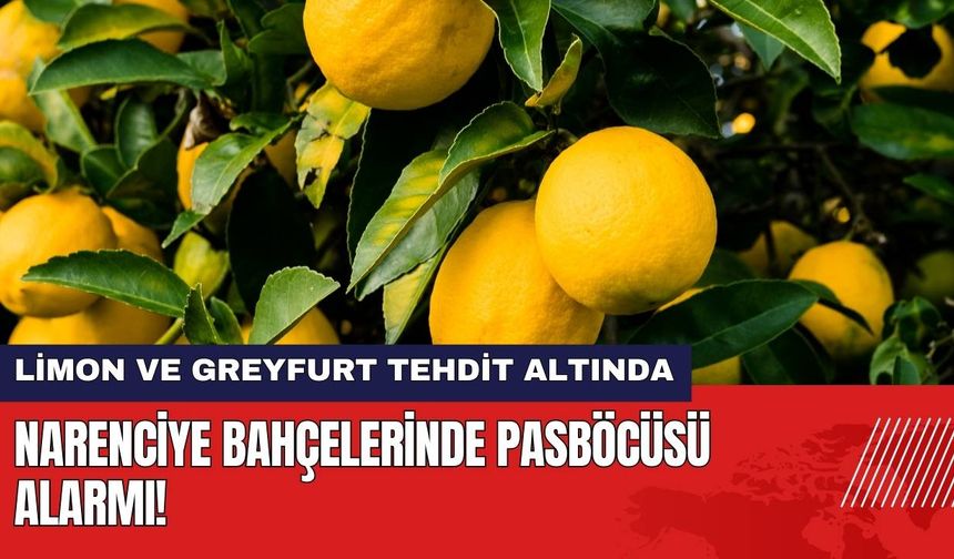 Muğla Ortaca'nın Narenciye Bahçelerinde Pasböcüsü Alarmı