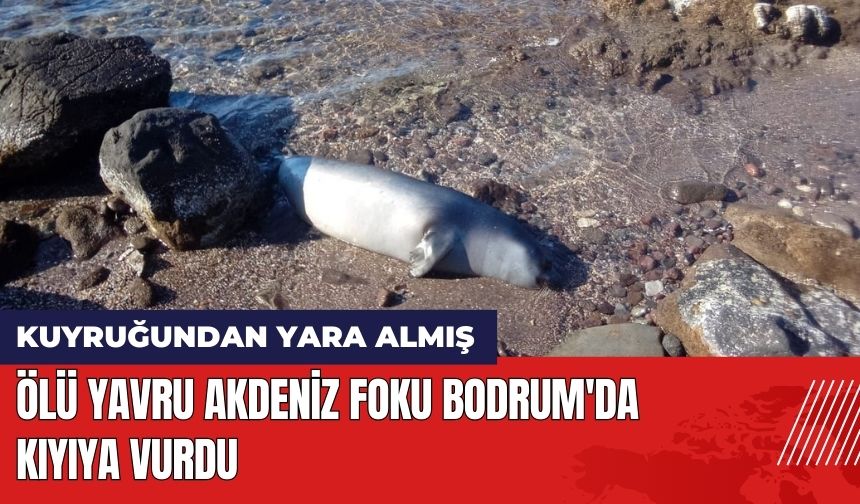 Ölü Yavru Akdeniz Foku Bodrum'da Kıyıya Vurdu