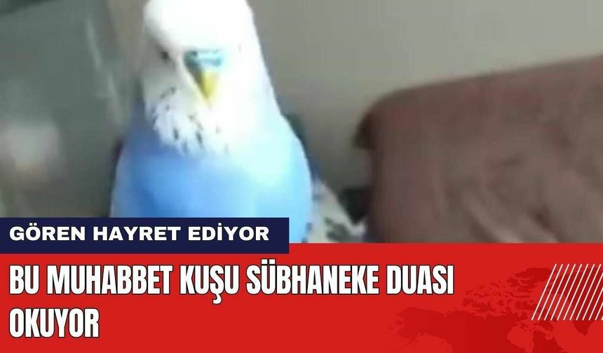 Bu Muhabbet Kuşu Sübhaneke Duası Okuyor