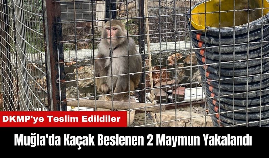 Muğla'da Kaçak Beslenen 2 Maymun Bulundu