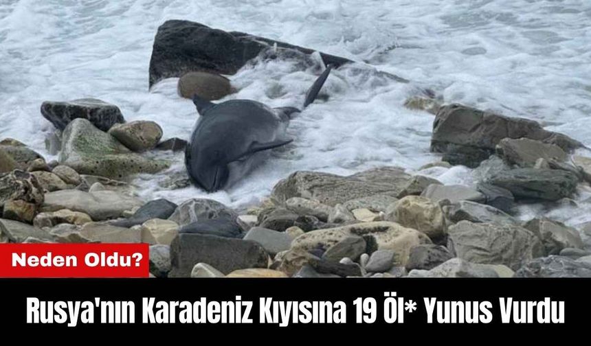 Rusya'nın Karadeniz Kıyısına 19 Öl* Yunus Vurdu