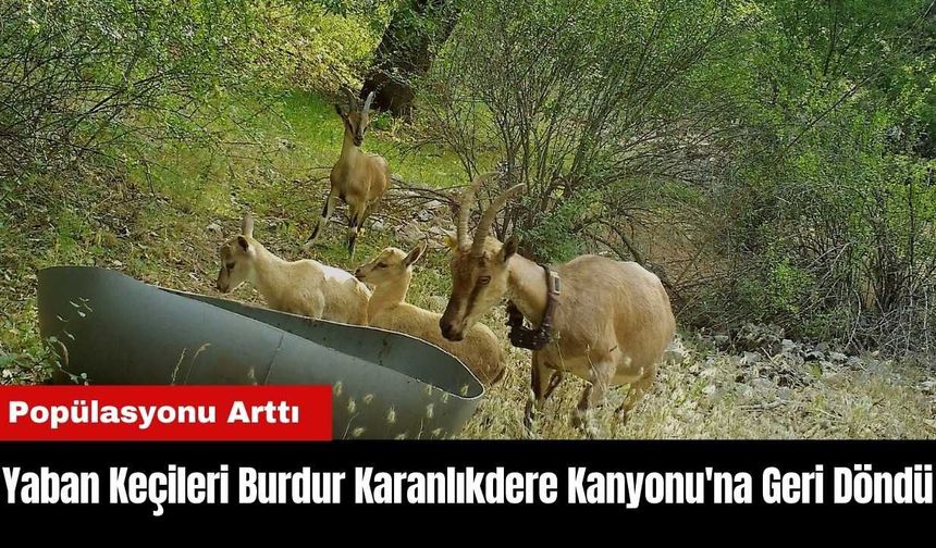 Yaban Keçileri Burdur Karanlıkdere Kanyonu'na Geri Döndü