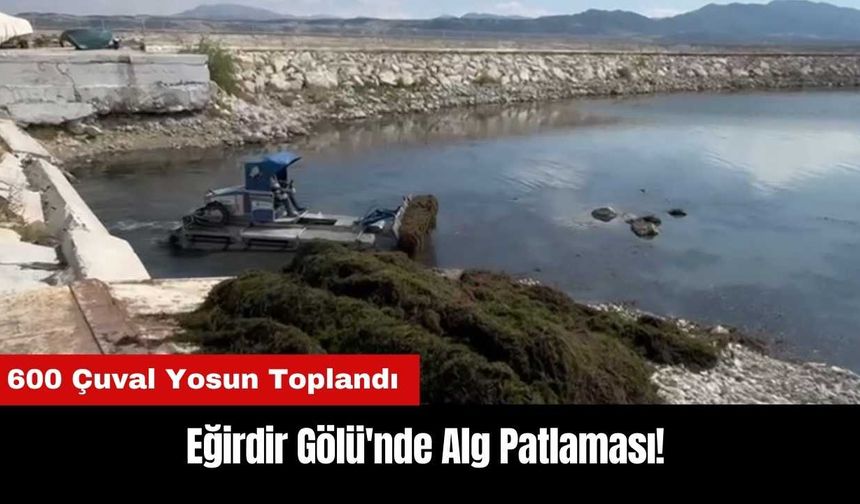 Eğirdir Gölü'nde Alg Patlaması! 600 Çuval Yosun Toplandı