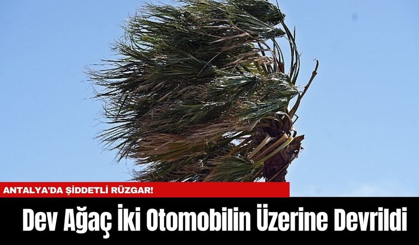 Antalya'da Şiddetli Rüzgar! Dev Ağaç İki Otomobilin Üzerine Devrildi