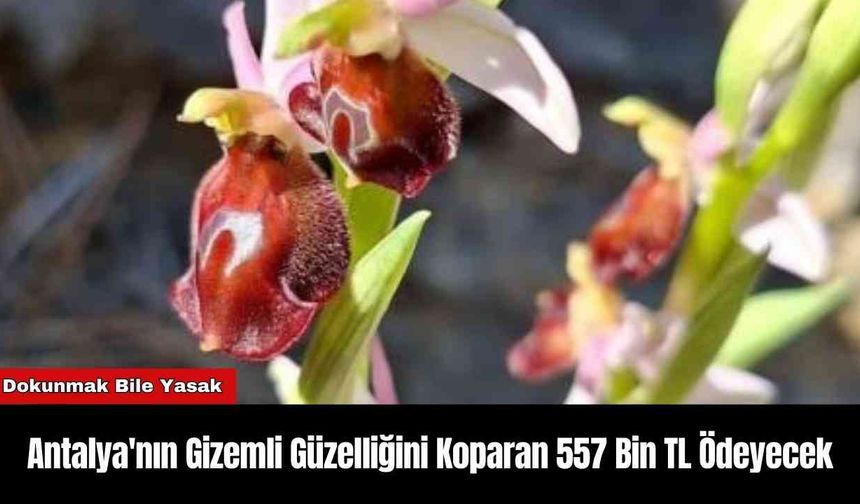 Antalya'nın Gizemli Güzelliğini Koparan 557 Bin TL Ödeyecek