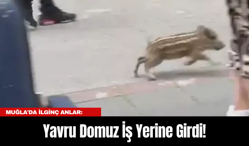 Muğla'da İlginç Anlar: Yavru Domuz İş Yerine Girdi!