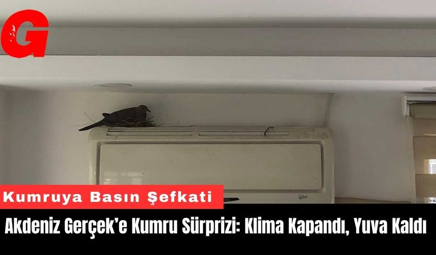 Akdeniz Gerçek’e Kumru Sürprizi: Klima Kapandı, Yuva Kaldı