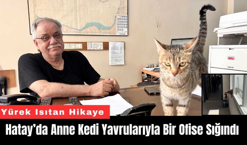 Hatay’da Anne Kedi Yavrularıyla Bir Ofise Sığındı