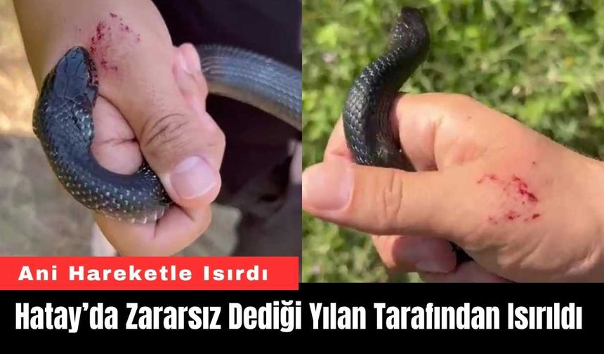 Hatay’da Zararsız Dediği Yılan Tarafından Isırıldı