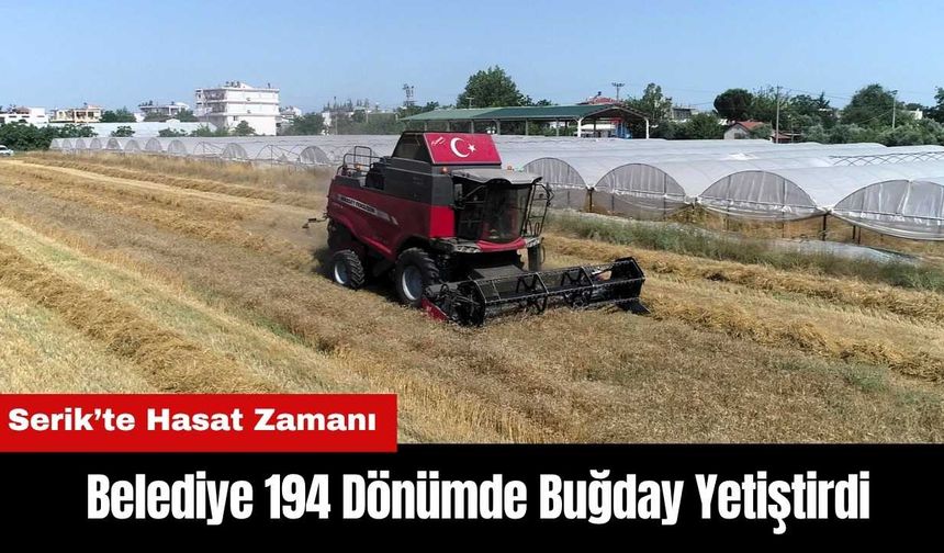 Serik’te Hasat Zamanı: Belediye 194 Dönümde Buğday Yetiştirdi