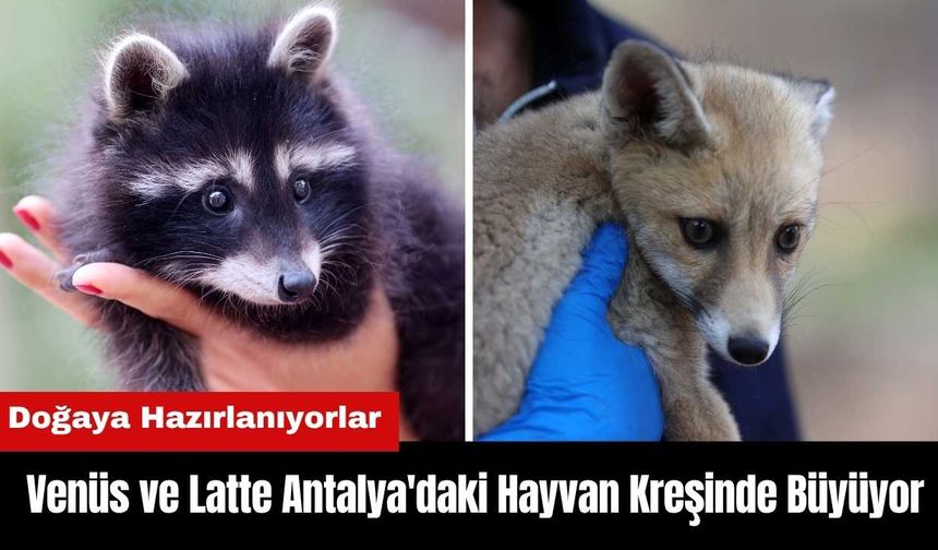 Venüs ve Latte Antalya'daki Hayvan Kreşinde Büyüyor