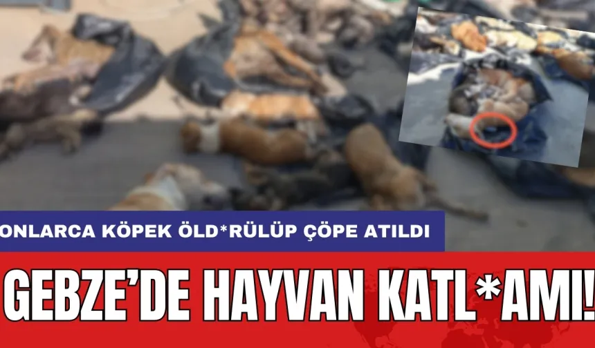 Gebze'de hayvan katl*amı! Onlarca köpek öld*rülüp çöpe atıldı