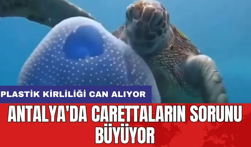 Antalya'da carettaların sorunu büyüyor: Plastik kirliliği can alıyor